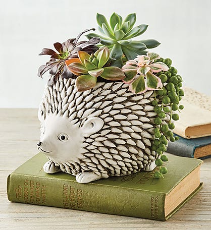 Hedgehog Succulent